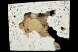 Fossil Crab (Potamon) Preserved in Travertine - Turkey #121390-3
